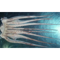 frozen seafood Pure/giant squid tentacle wholesale supplier